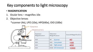 magnification of oio|1.4: Microscopy .